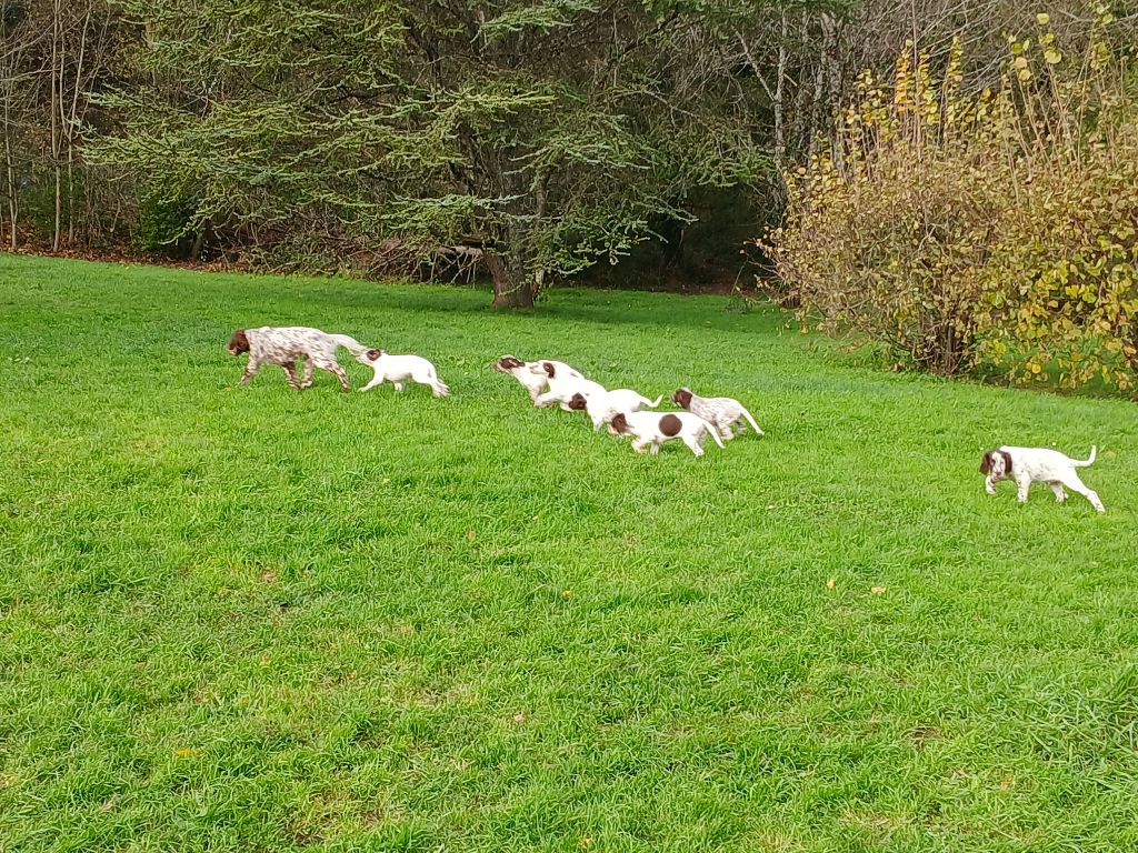 chiot Setter Anglais Du Comté De Trépugnat