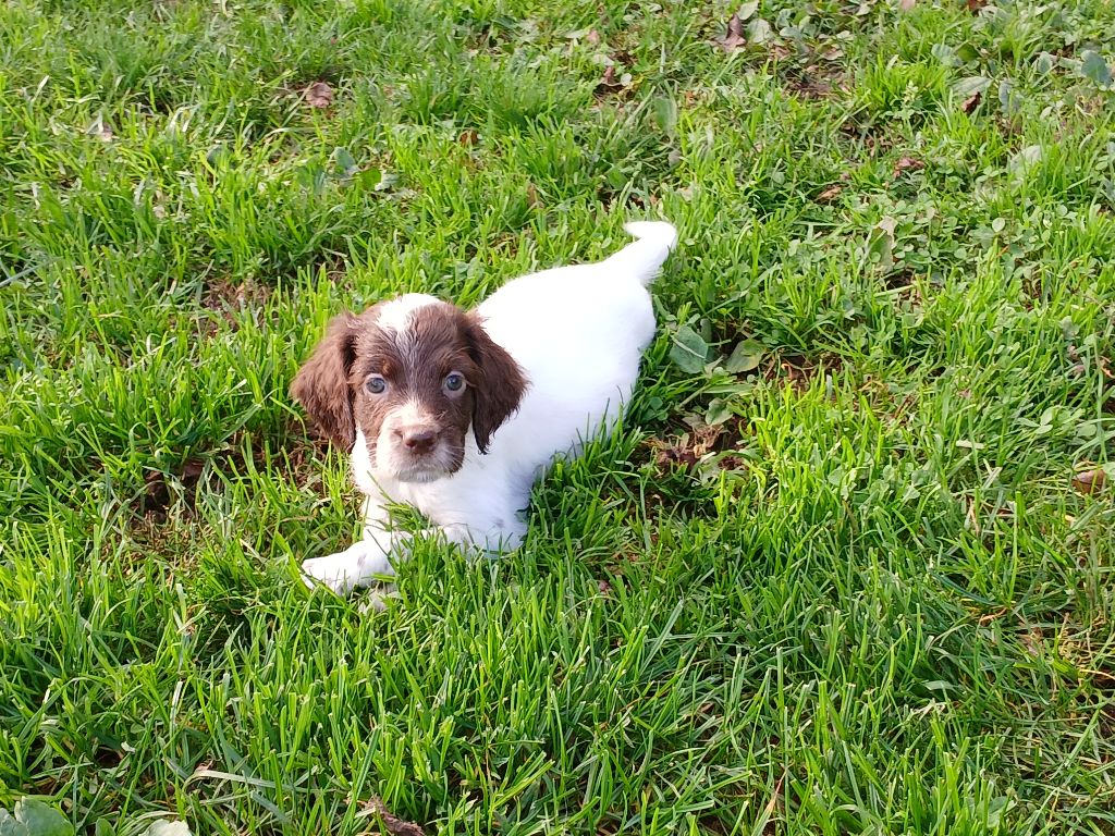 Du Comté De Trépugnat - Chiot disponible  - Setter Anglais