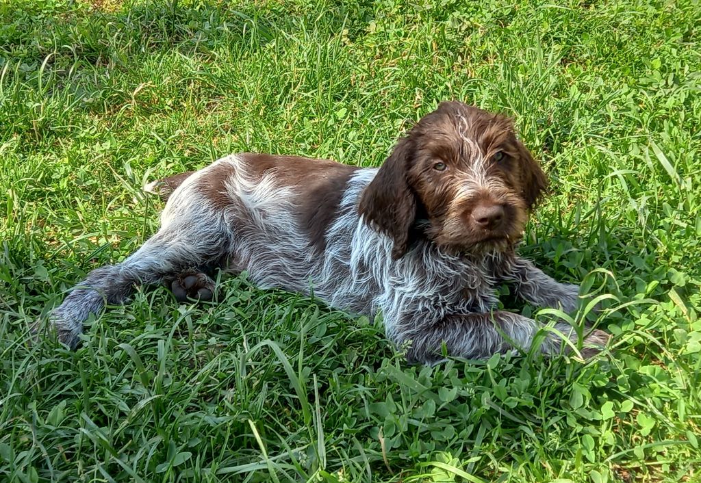 Du Comté De Trépugnat - Chiot disponible  - Griffon d'arrêt à poil dur Korthals