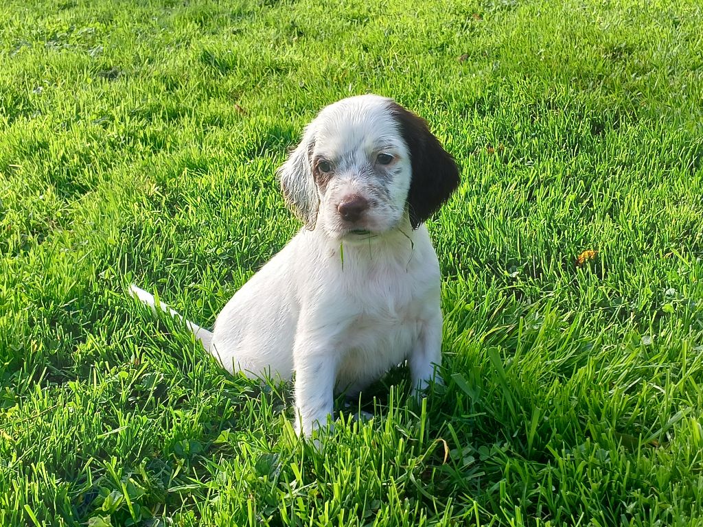 Du Comté De Trépugnat - Chiot disponible  - Setter Anglais