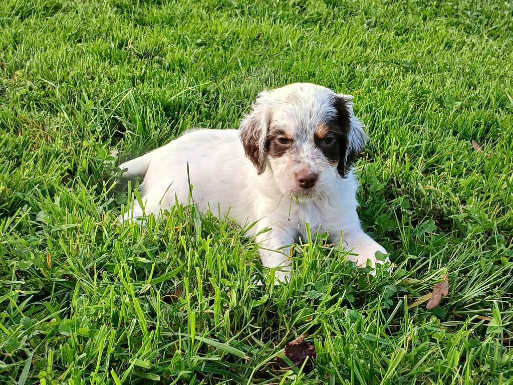 Du Comté De Trépugnat - Chiot disponible  - Setter Anglais