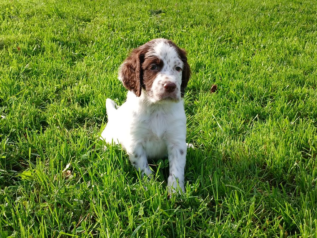 Du Comté De Trépugnat - Chiot disponible  - Setter Anglais