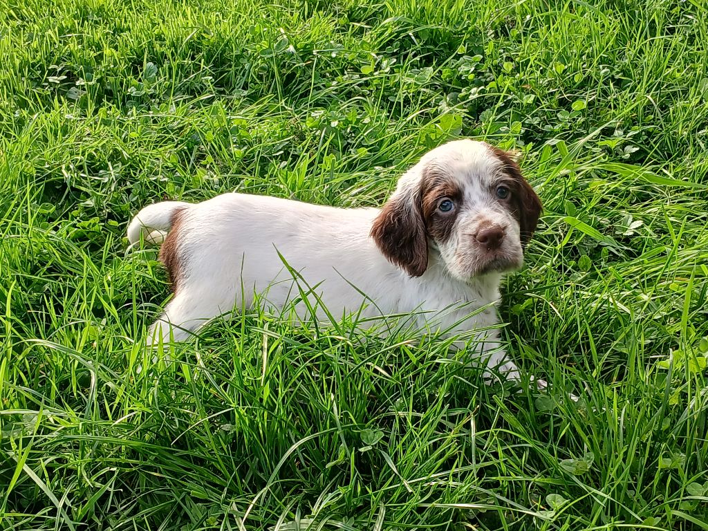 Du Comté De Trépugnat - Chiot disponible  - Setter Anglais