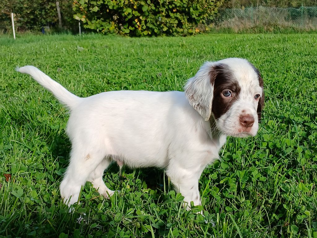 Du Comté De Trépugnat - Chiot disponible  - Setter Anglais