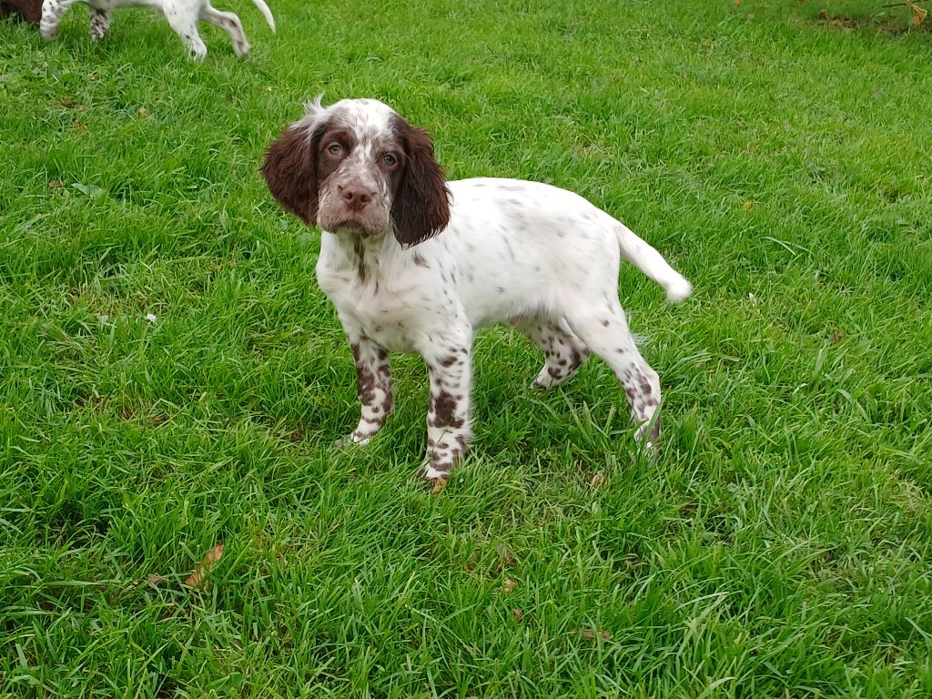 Du Comté De Trépugnat - Chiot disponible  - Setter Anglais