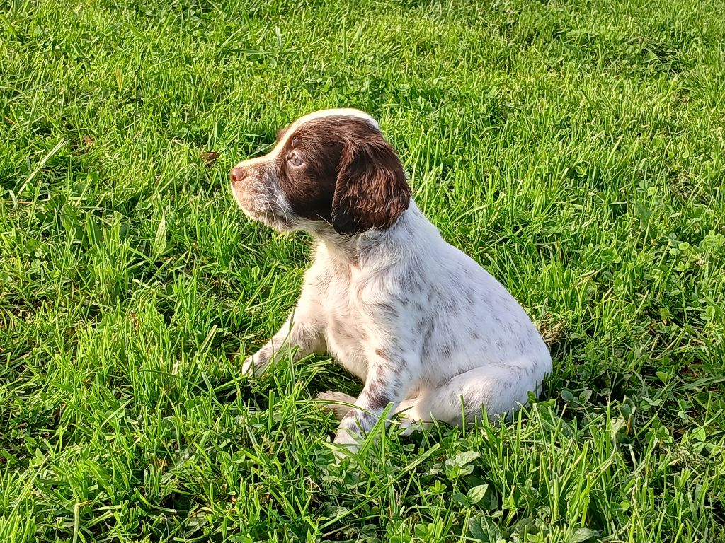 Du Comté De Trépugnat - Chiot disponible  - Setter Anglais