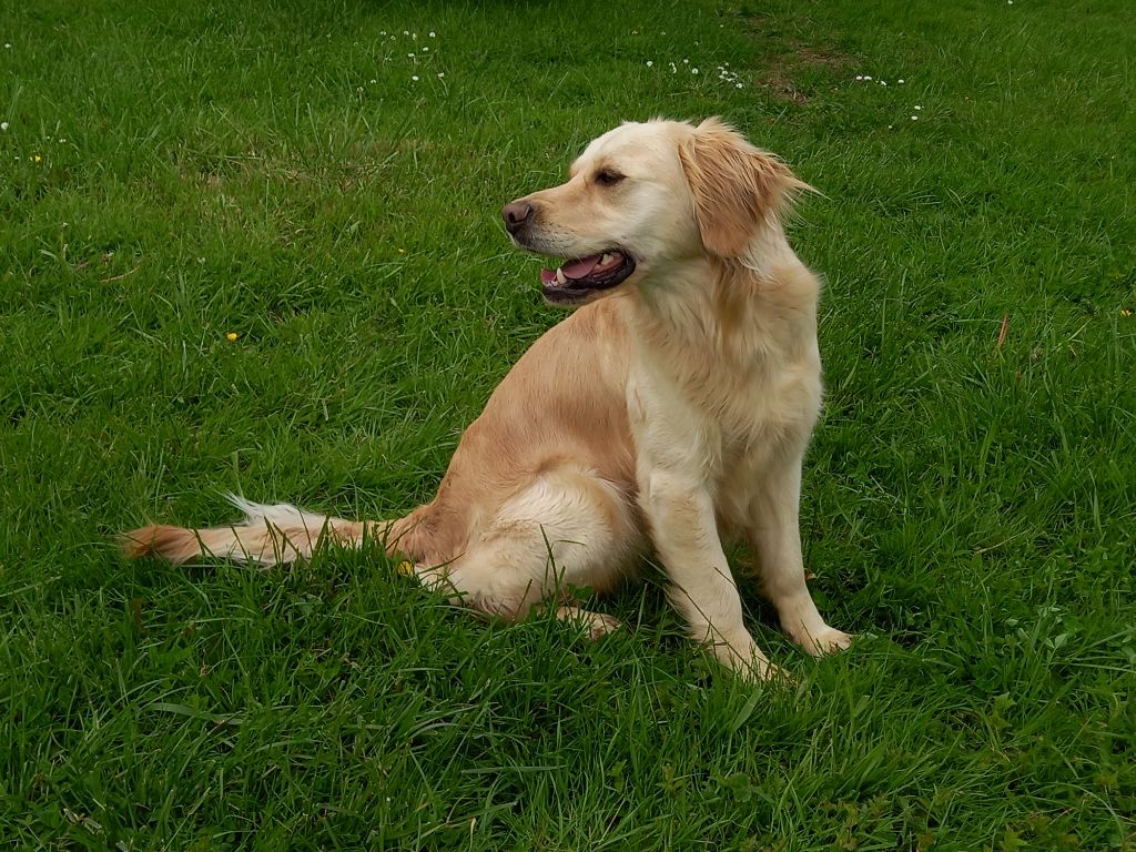 Taïga From Coutances With Love