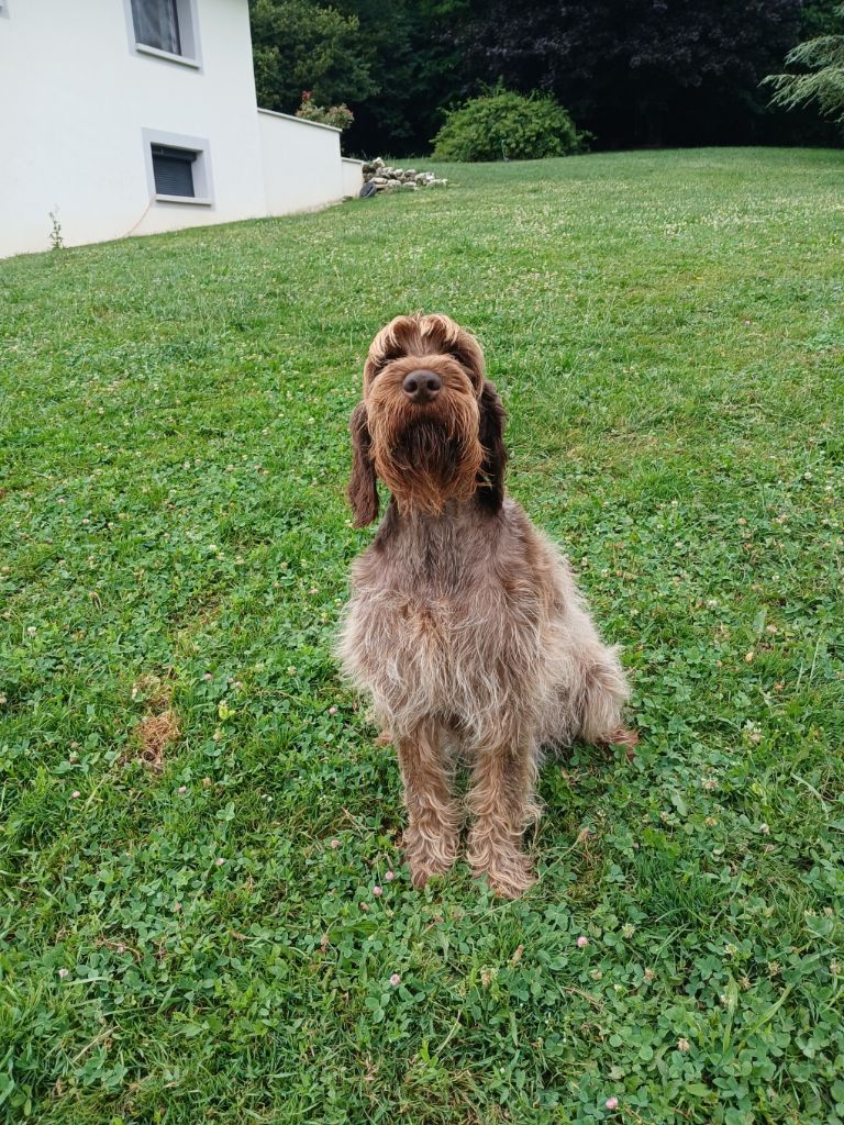 S'toby Du Comté De Trépugnat