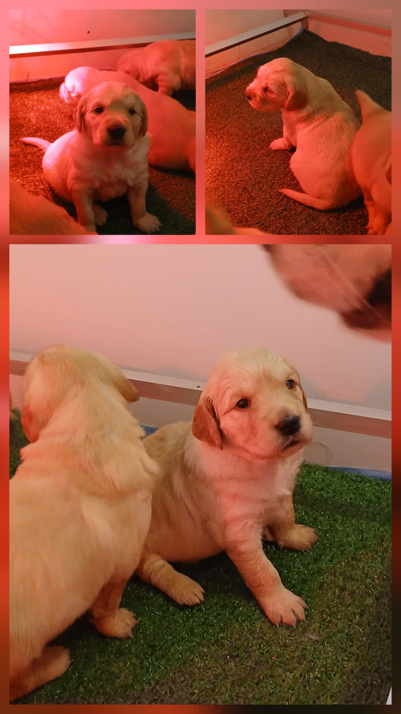 Trois semaines pour les bébés