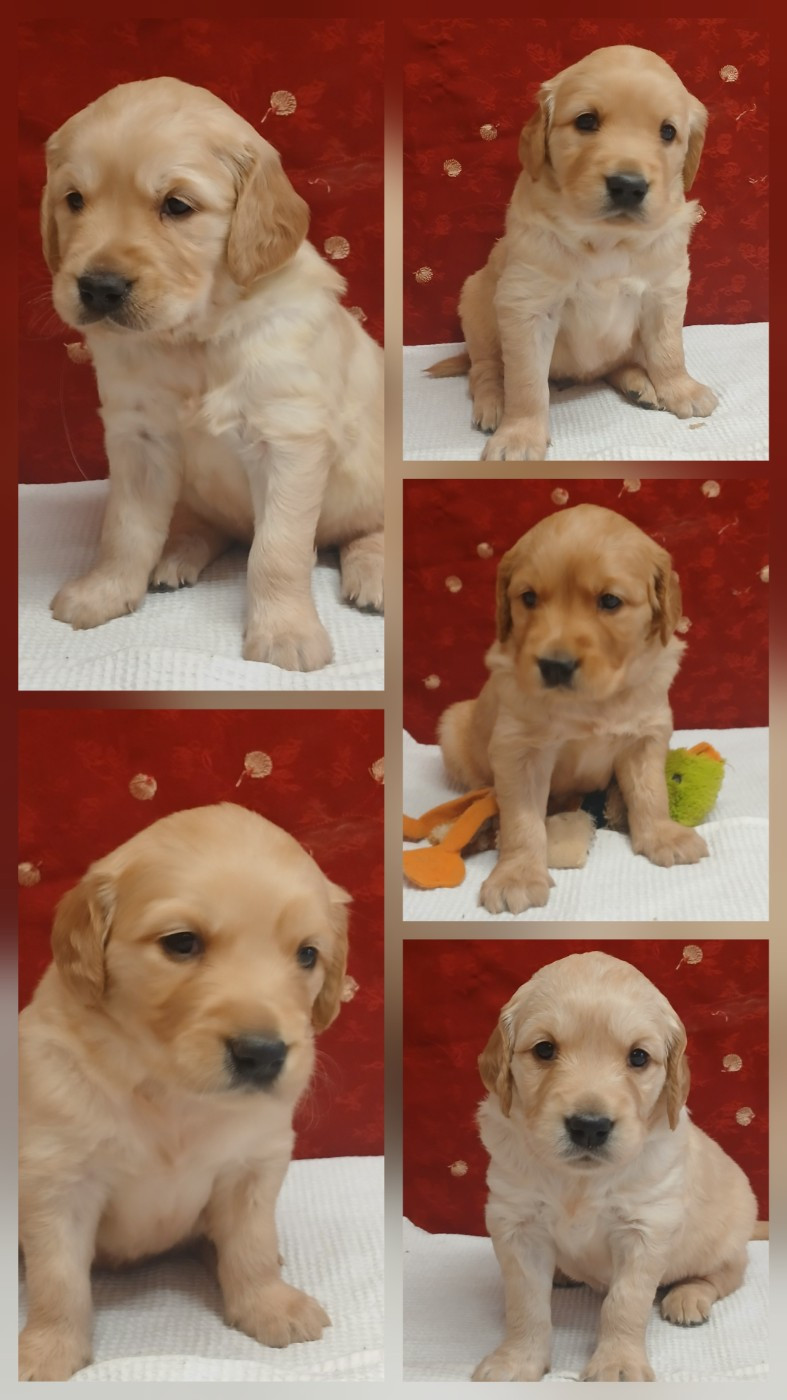 Déjà 4 semaines pour les bébés