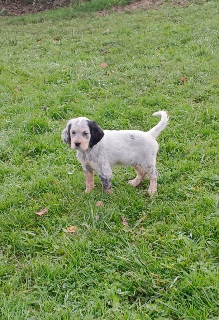 Du Comté De Trépugnat - une petite disponible!