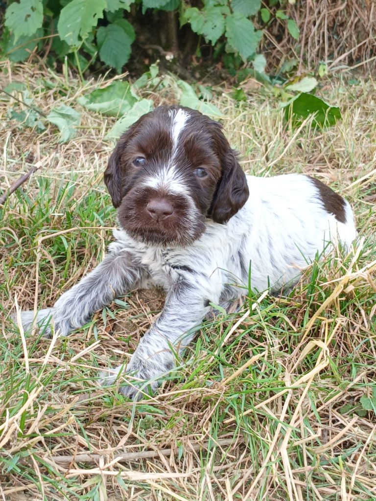 Du Comté De Trépugnat - Chiots disponibles - Griffon d'arrêt à poil dur Korthals