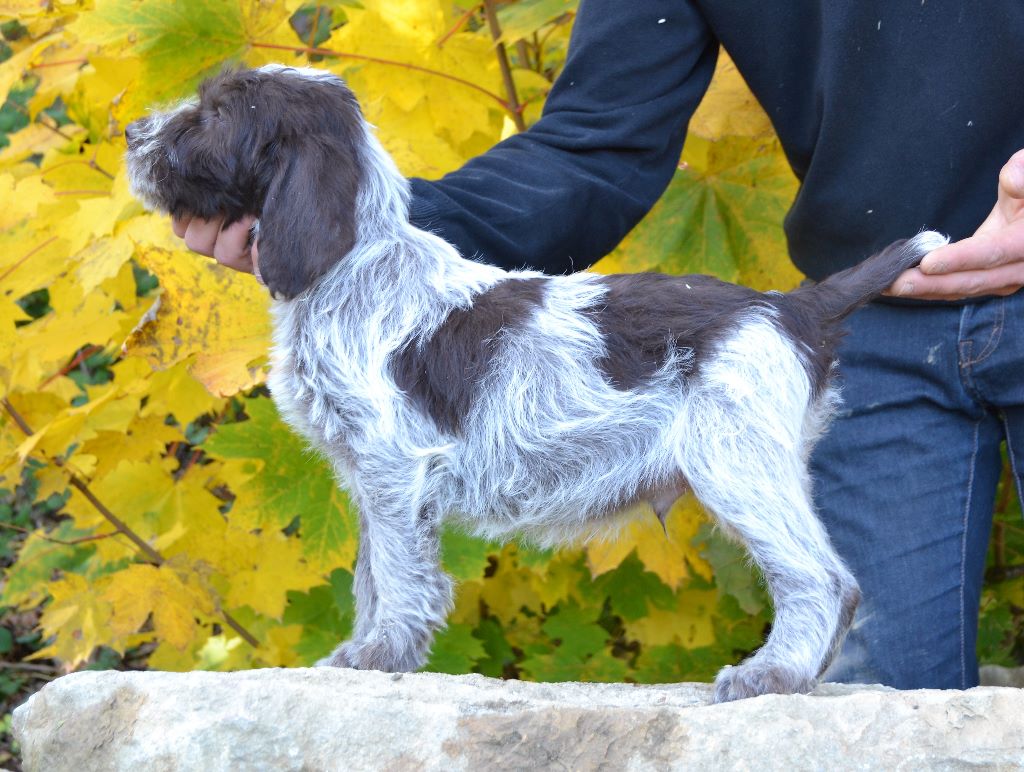 CHIOT