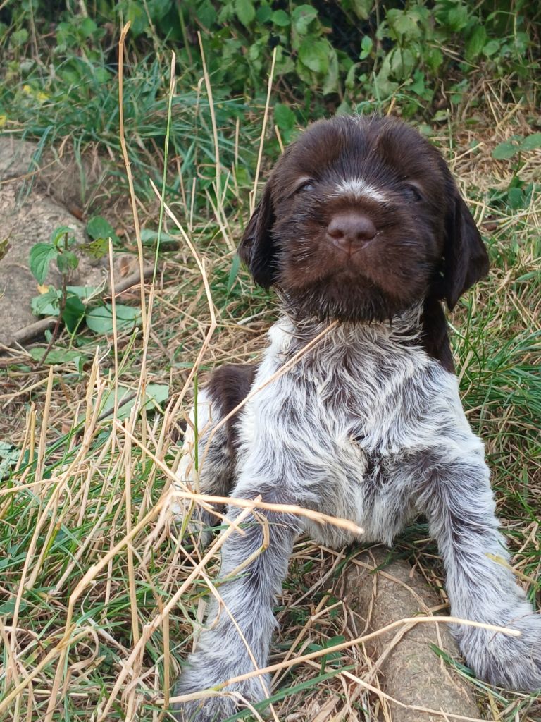 Du Comté De Trépugnat - Chiots disponibles - Griffon d'arrêt à poil dur Korthals
