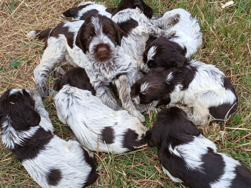 Chiot Griffon d'arrêt à poil dur Korthals Du Comté De Trépugnat