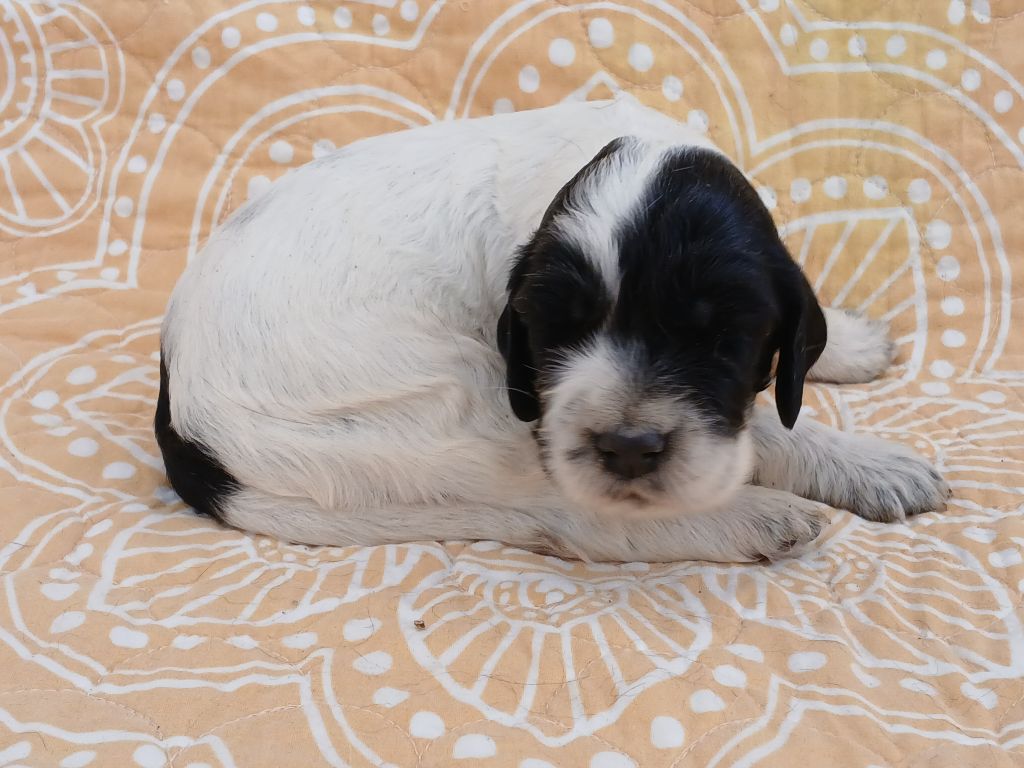 Du Comté De Trépugnat - Chiots disponibles - Setter Anglais
