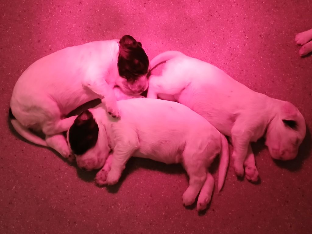 Chiot Setter Anglais Du Comté De Trépugnat
