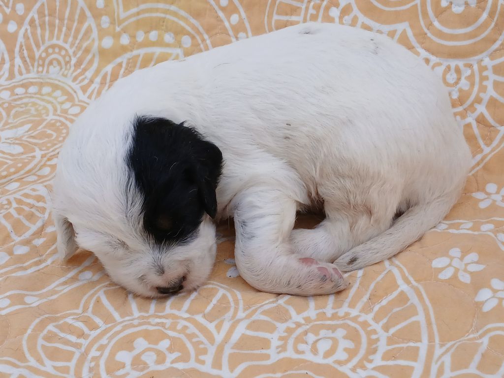 Du Comté De Trépugnat - Chiots disponibles - Setter Anglais